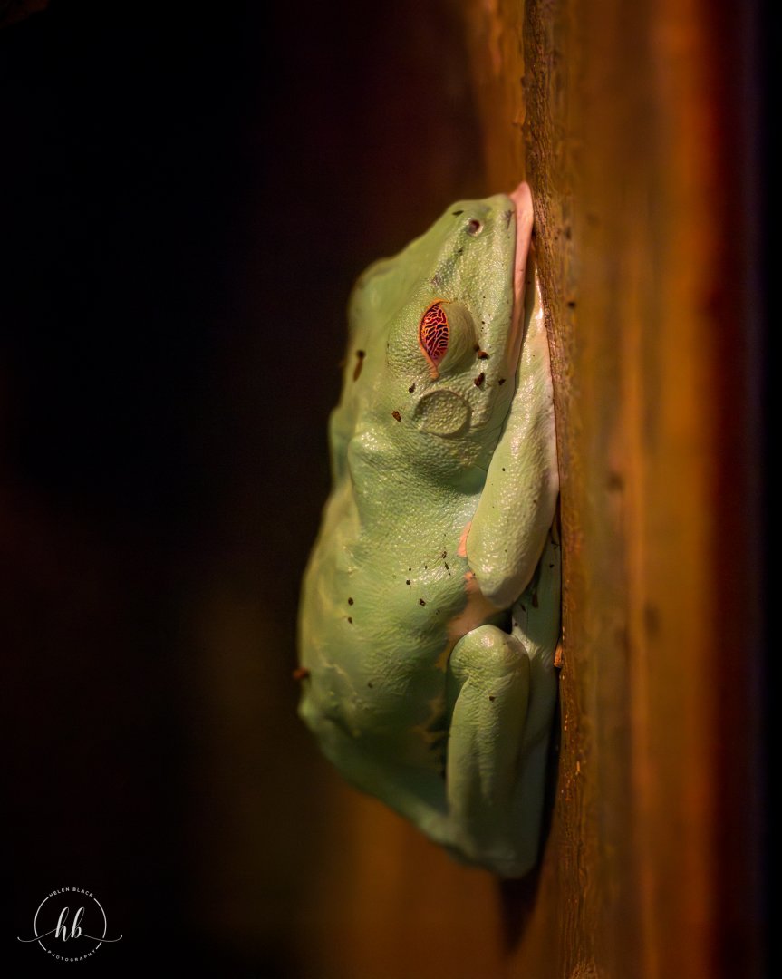 Red-eyed Tree Frog / Copenhagen / 30-9-24