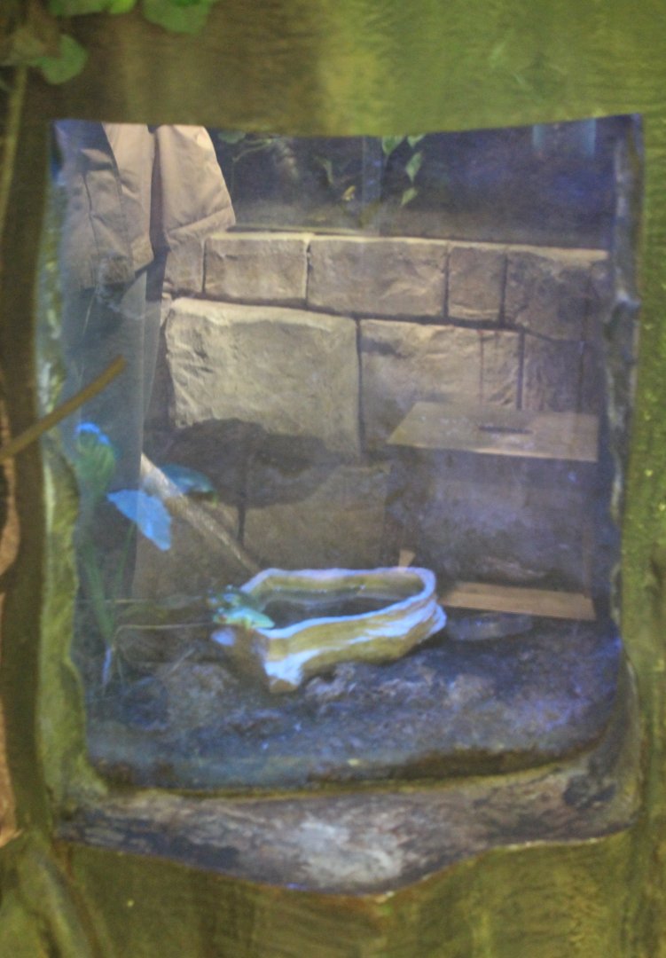 Red-eyed tree frog Enclosure