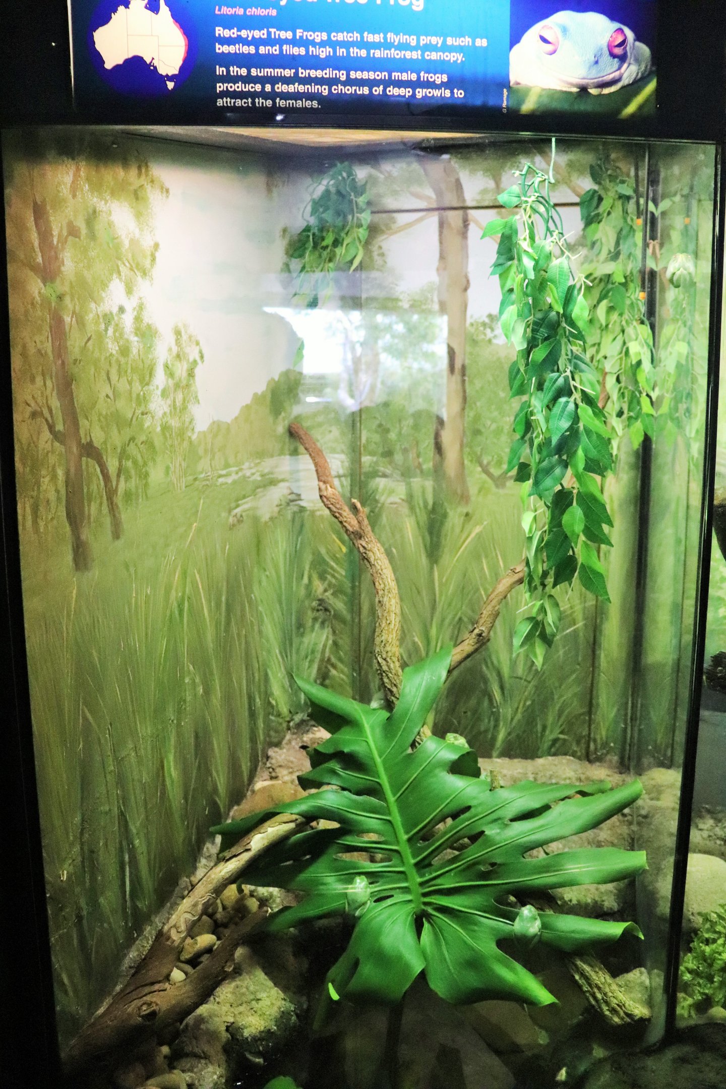 Red-eyed Tree Frog Enclosure