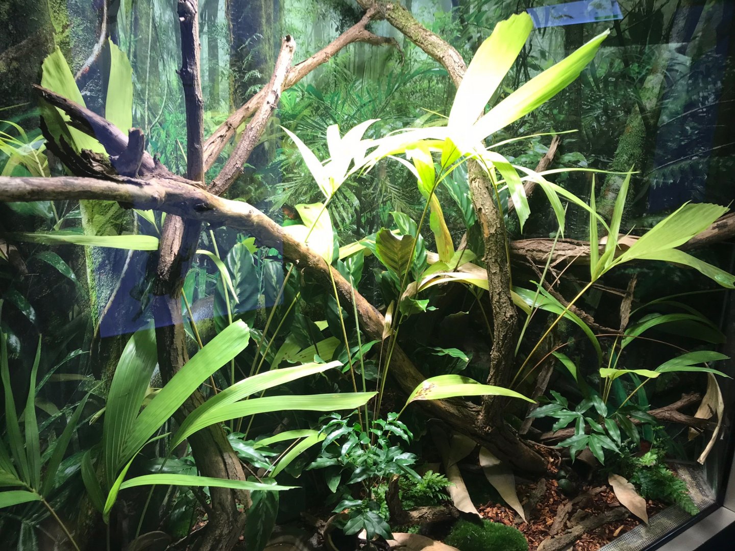 Red-eyed tree frog exhibit 270118