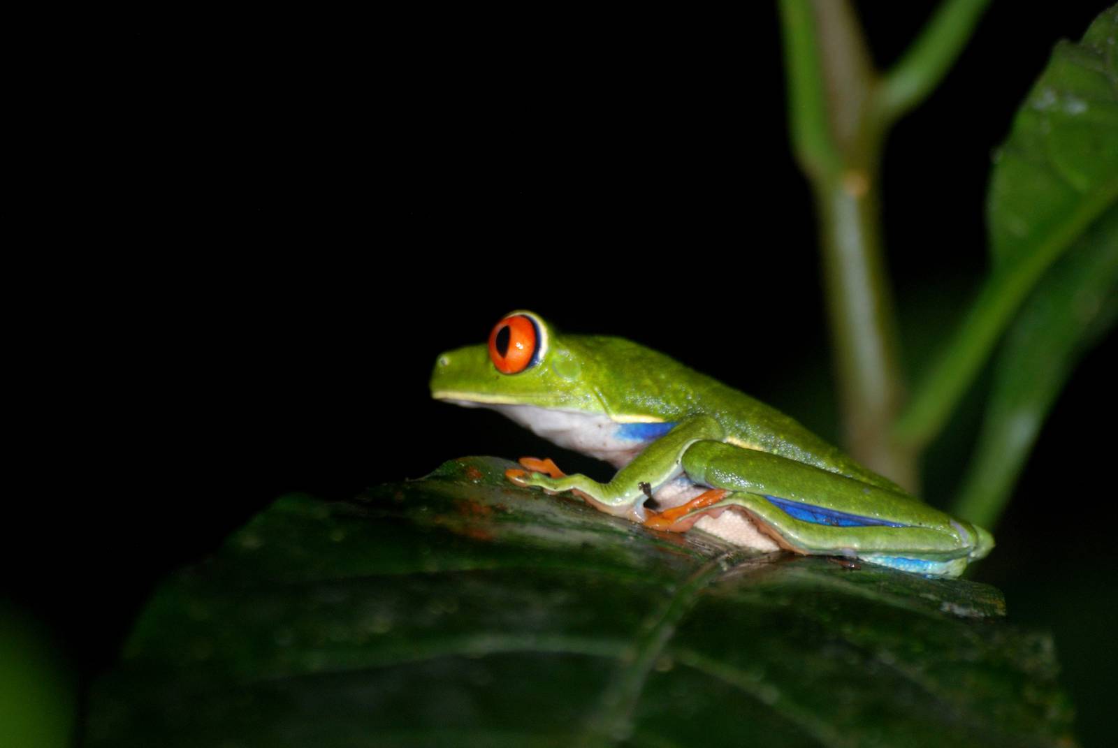 Red-eyed Tree Frog in Tortuguero, 15/04/14