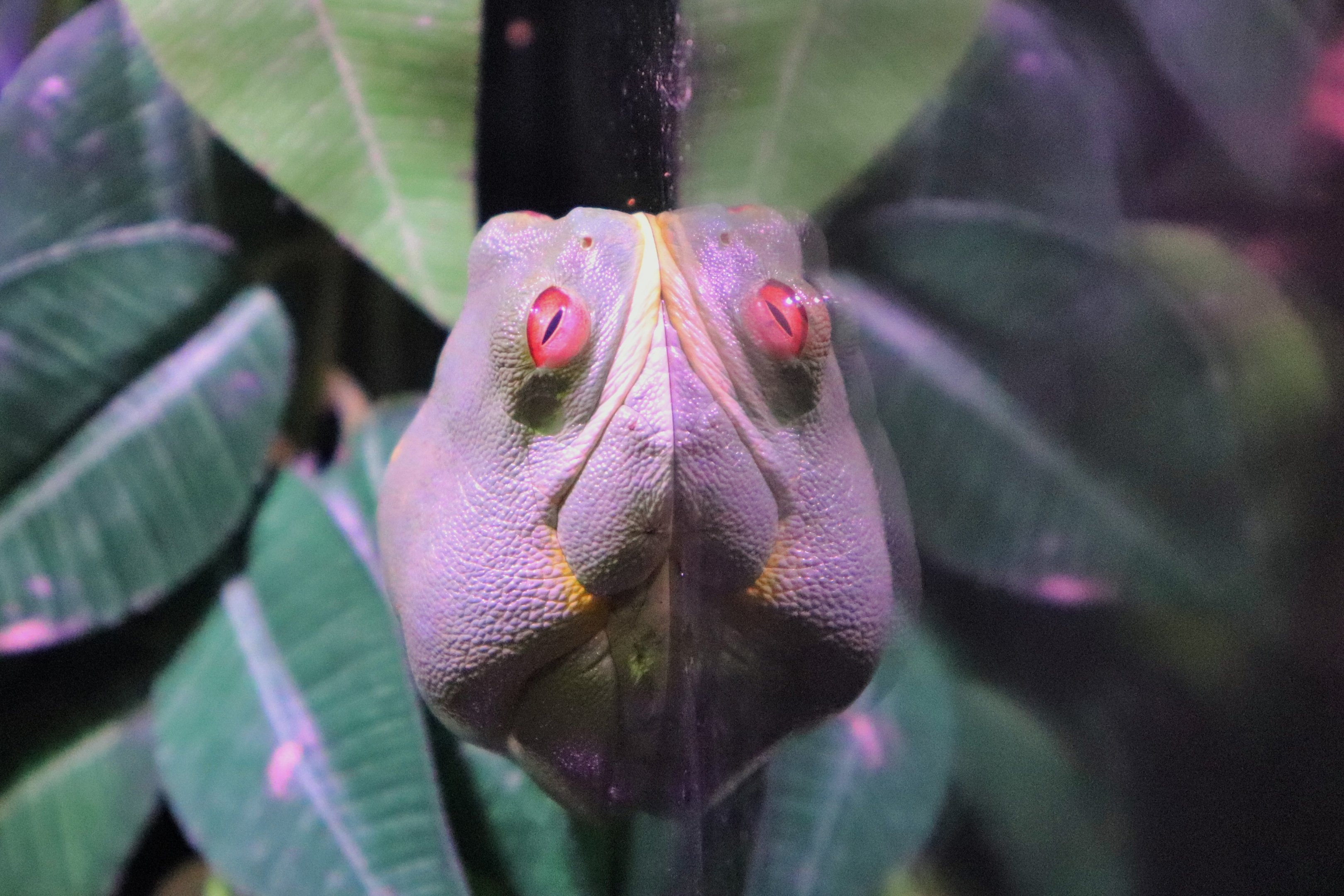 Red-eyed Tree Frog (Litoria chloris)