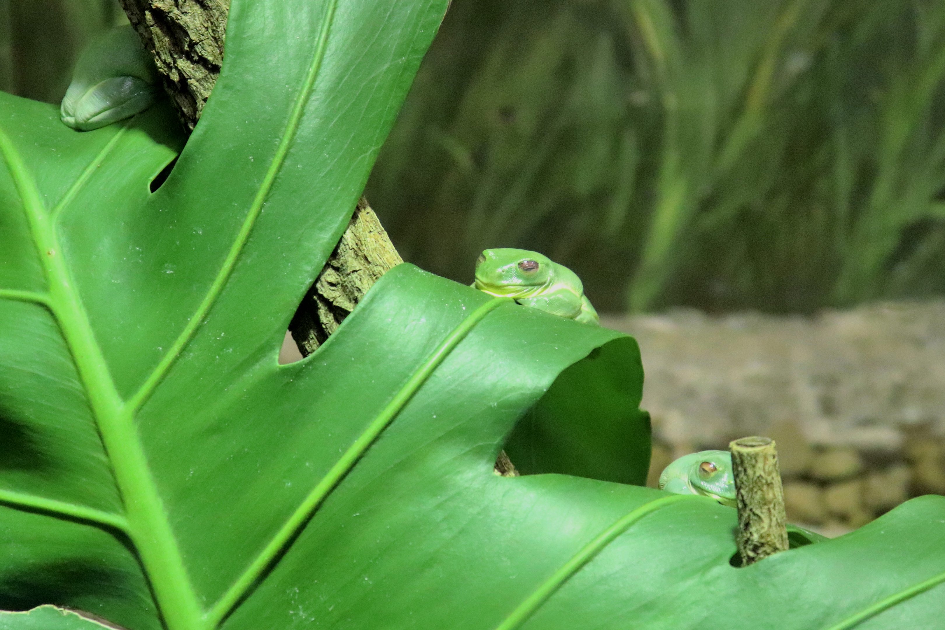 Red-eyed Tree Frog (Litoria chloris)