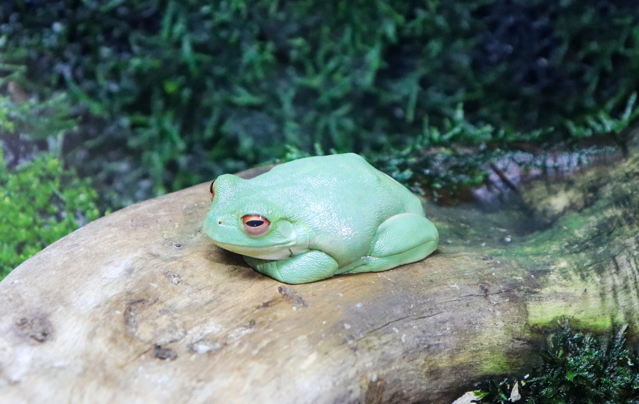 Red-eyed Tree Frog (Litoria chloris)