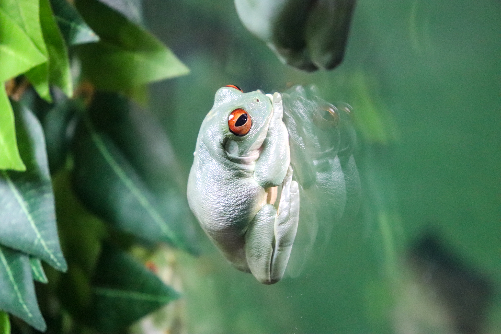 Red-eyed Tree Frog (Litoria chloris)