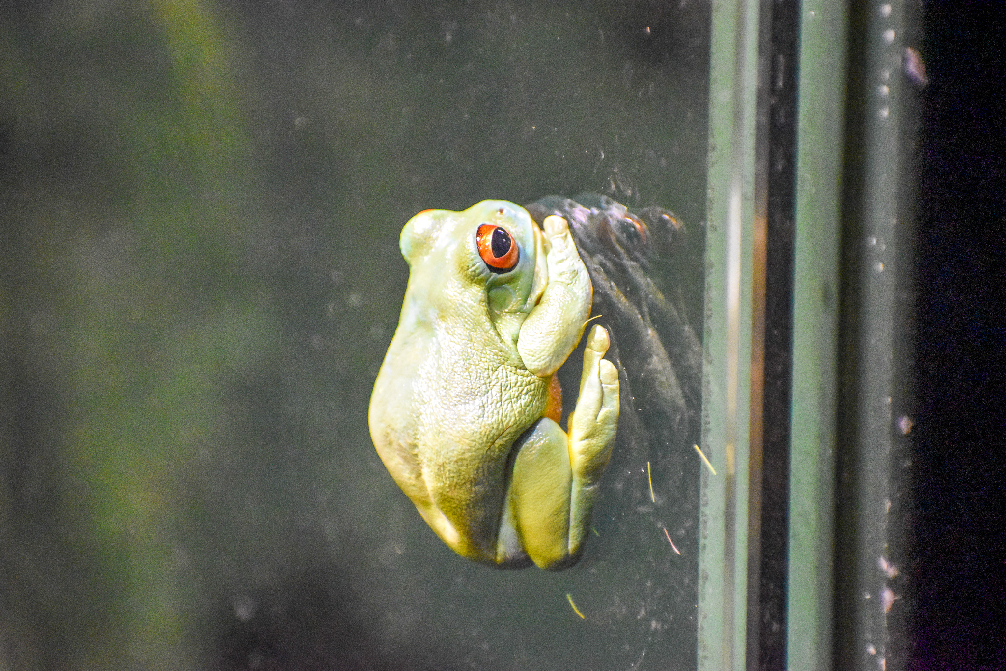 Red-eyed Tree Frog (Litoria chloris)