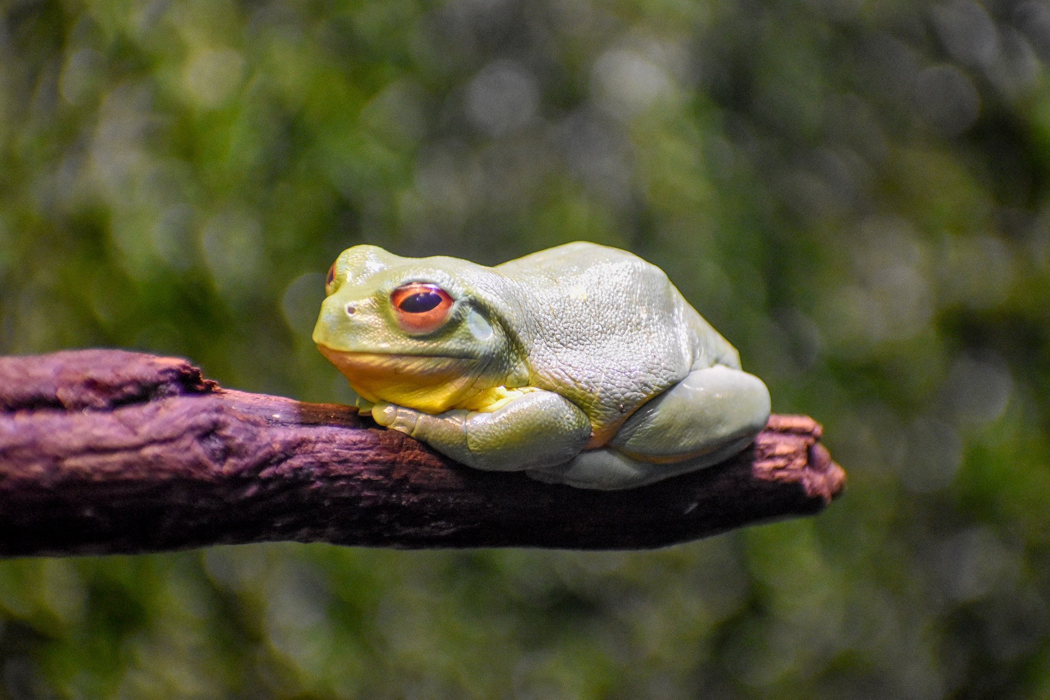 Red-eyed Tree Frog (Litoria chloris)