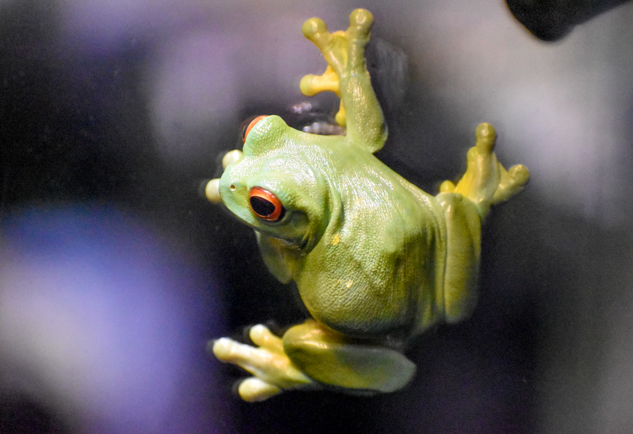 Red-eyed Tree Frog (Litoria chloris)