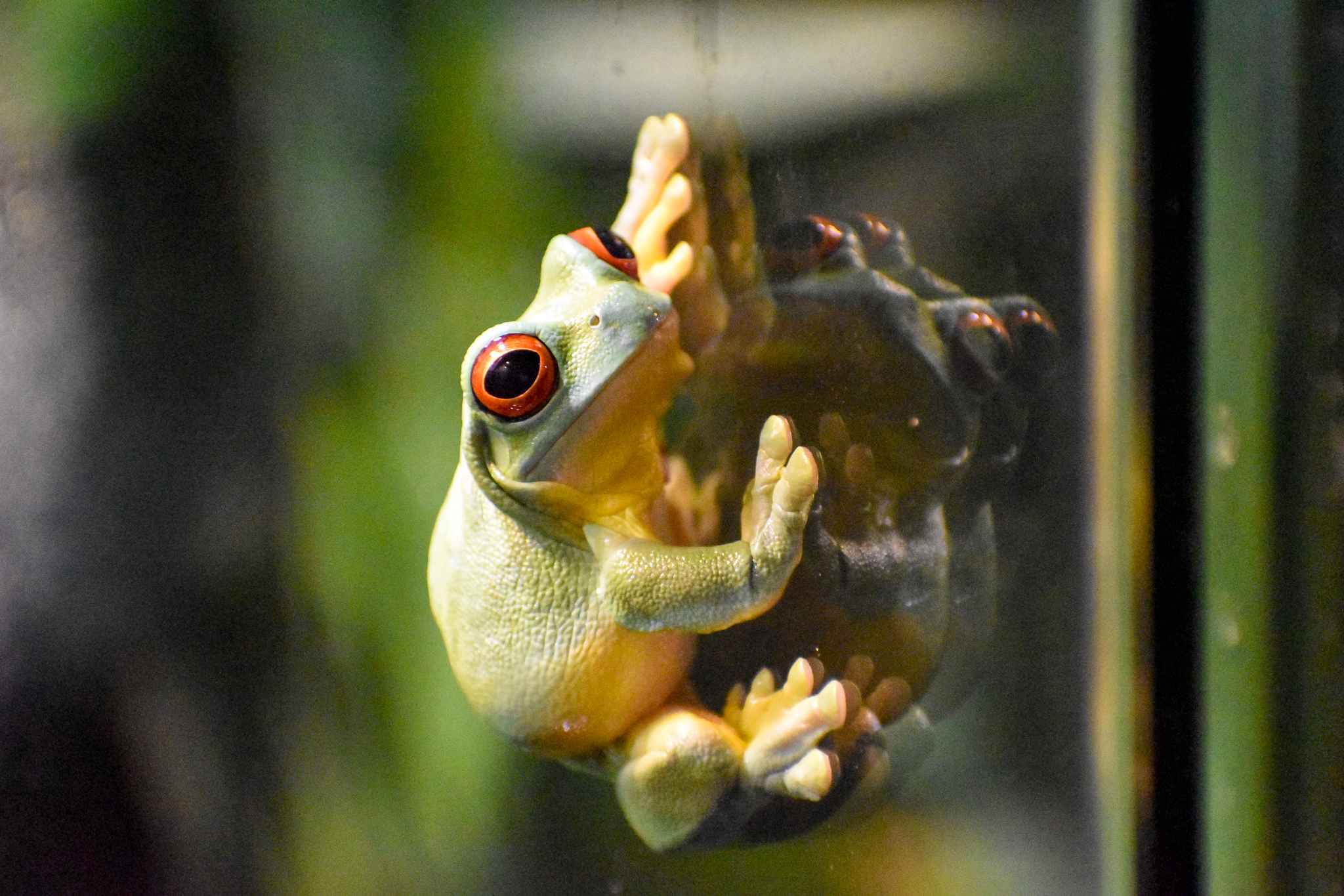 Red-eyed Tree Frog (Litoria chloris)