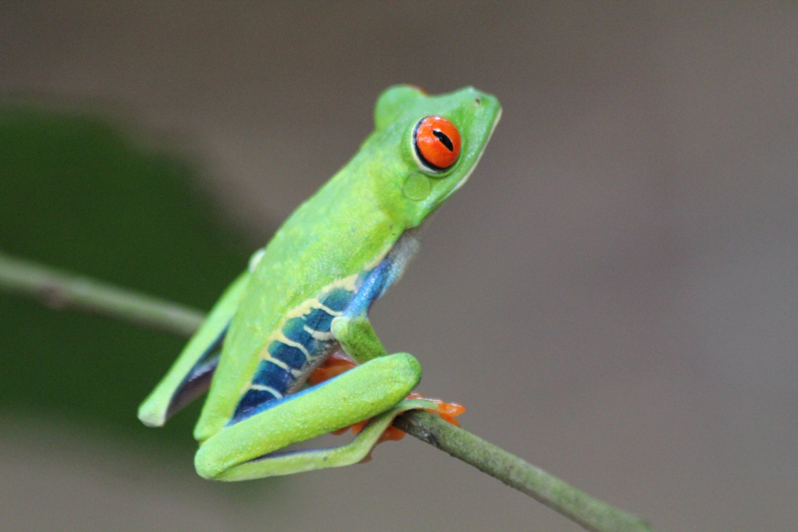 Red-eyed Tree Frog - Mar 2019