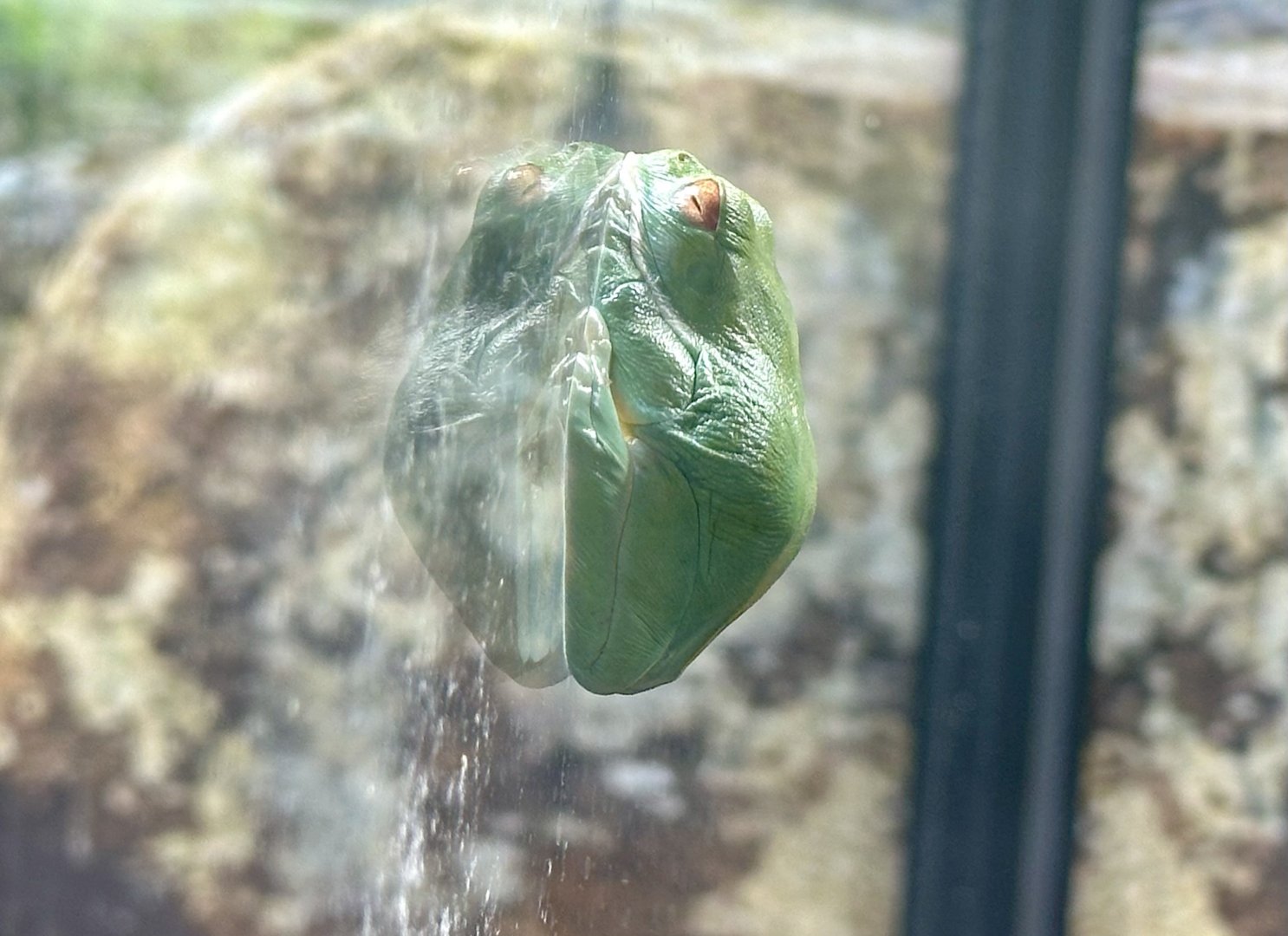Red-eyed tree frog (Ranoidea chloris)