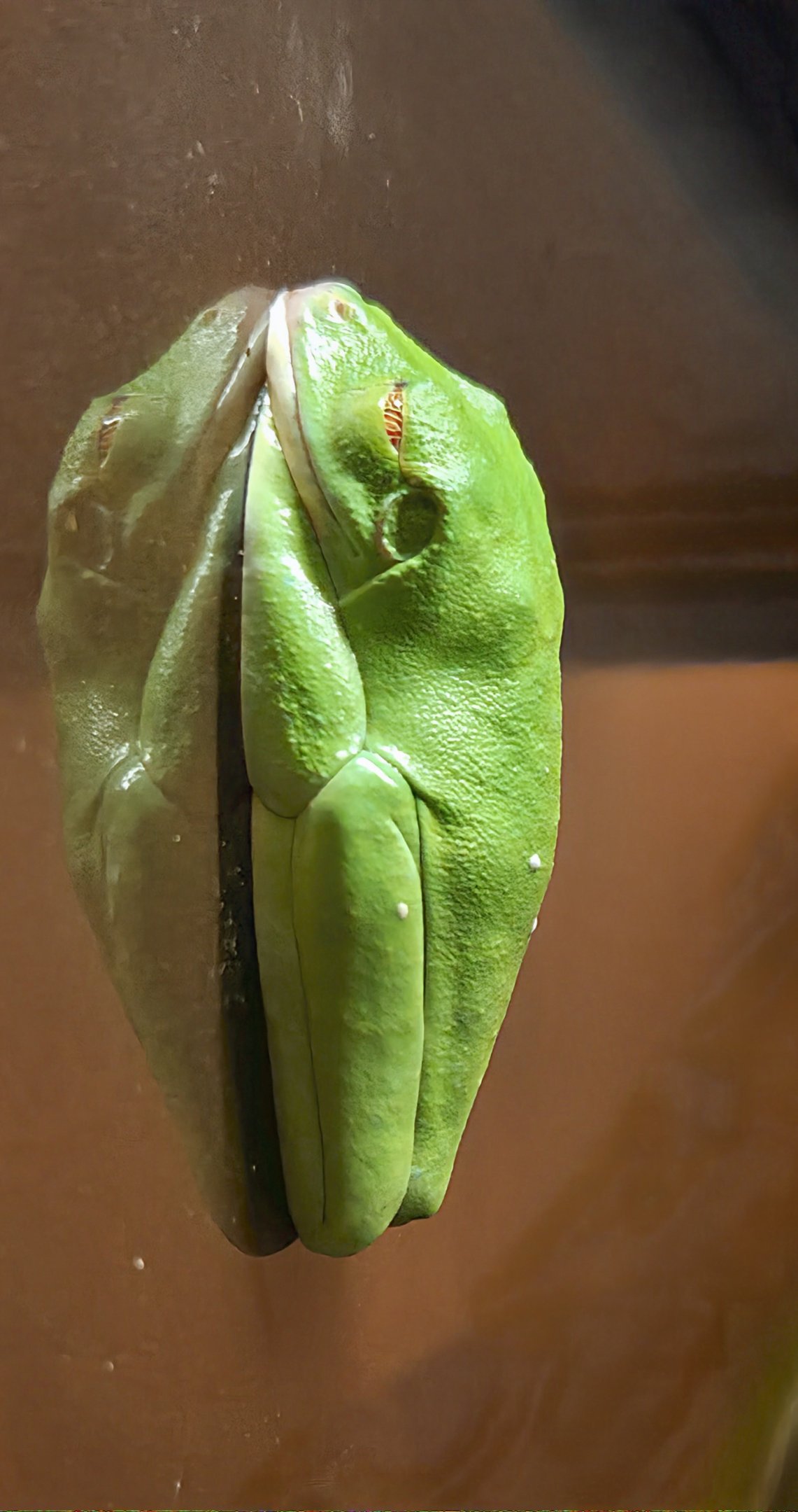 Red-Eyed Tree Frog - Reptile Gardens