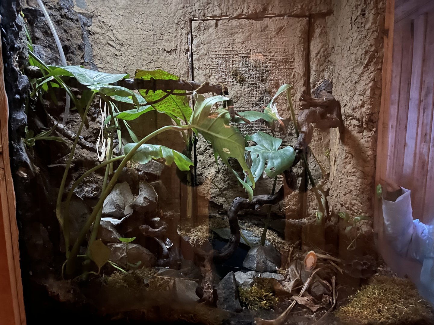 Red-eyed tree frog terrarium 14.10.23