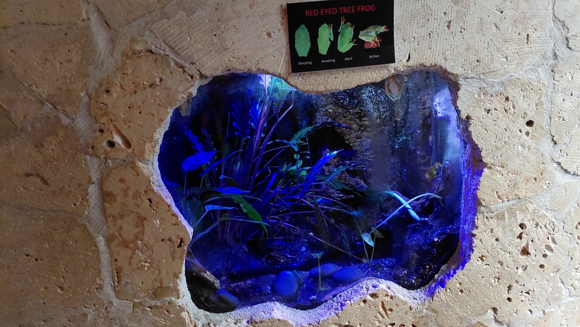 Red eyed tree frog terrarium and signage