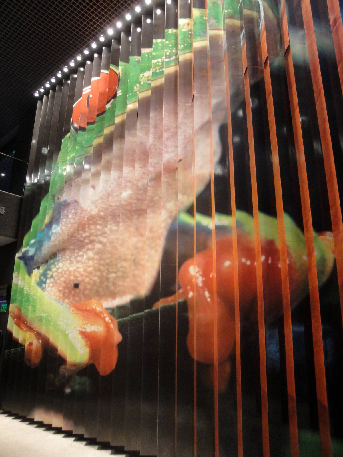 Red-eyed Tree Frog Wall Display