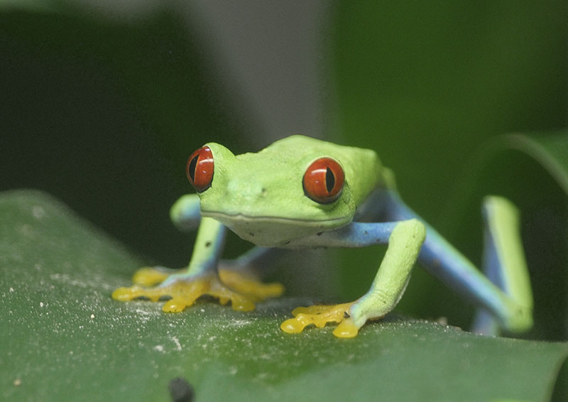 Red-eyed tree frog