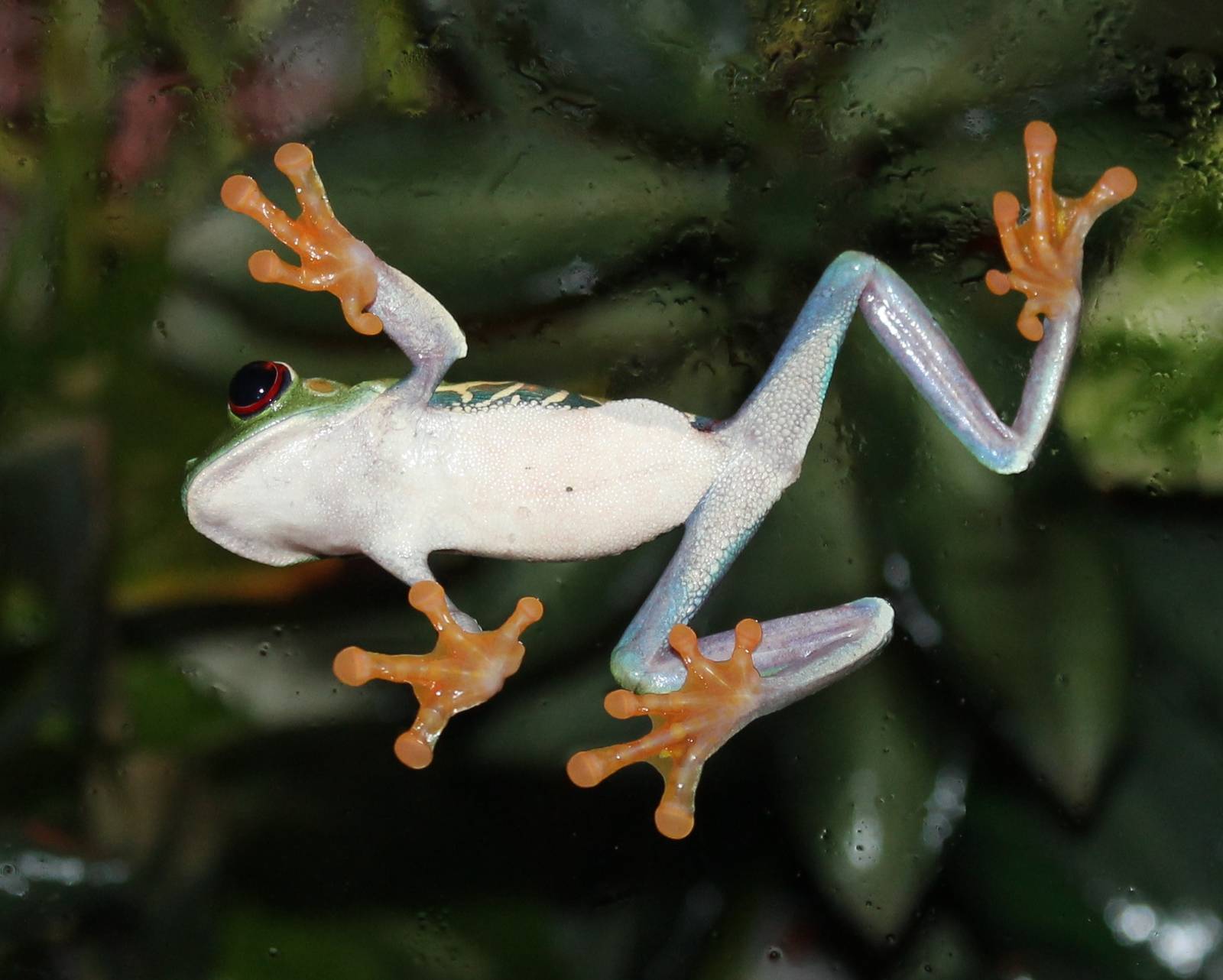 Red eyed tree frog