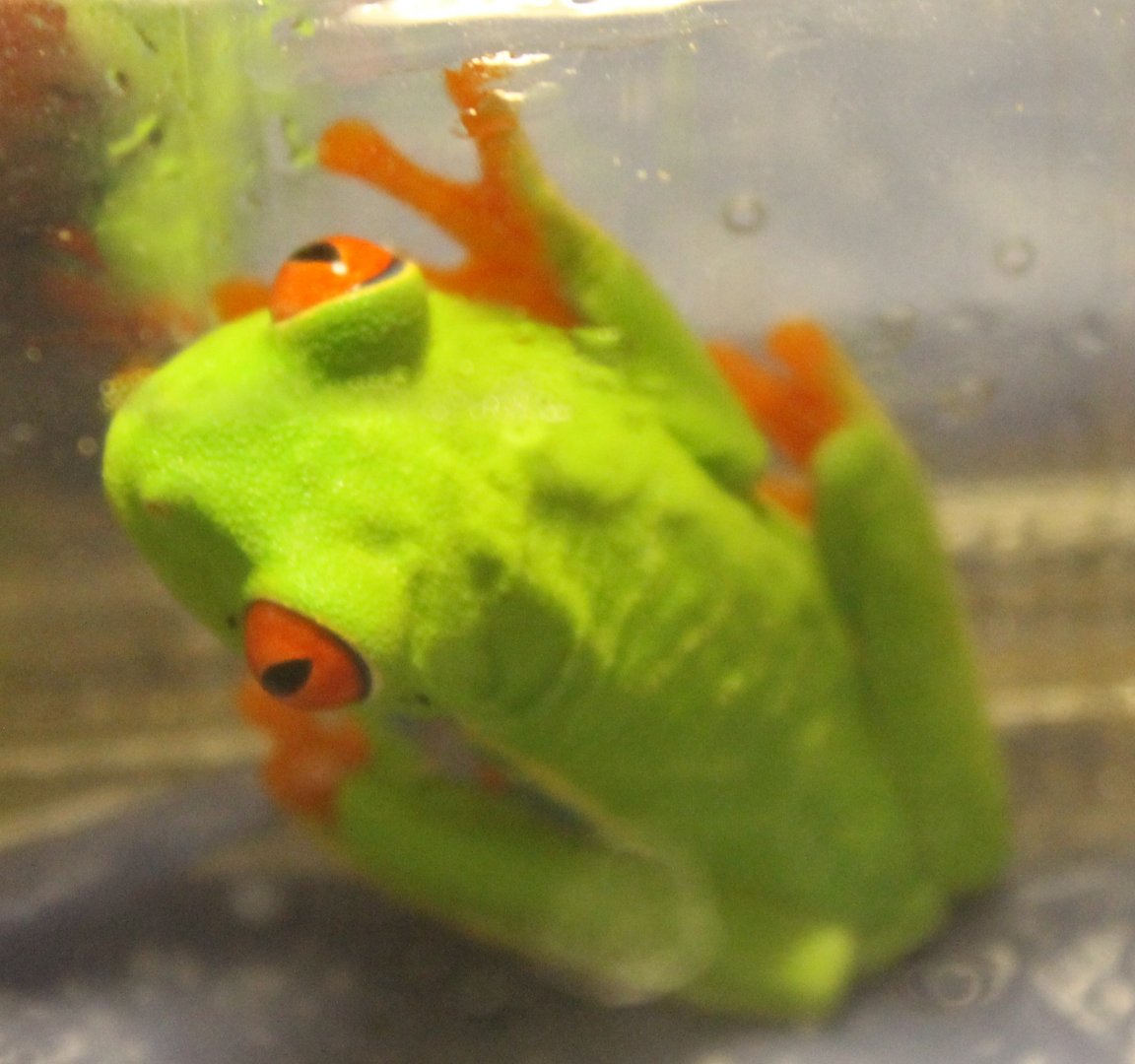 Red-eyed tree frog