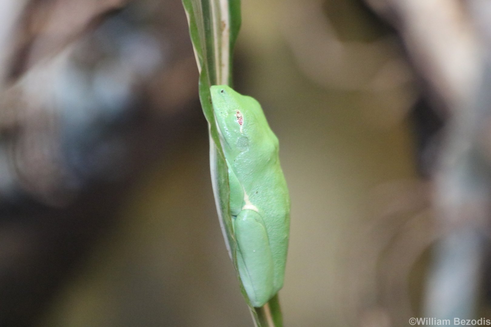 Red-eyed Tree Frog