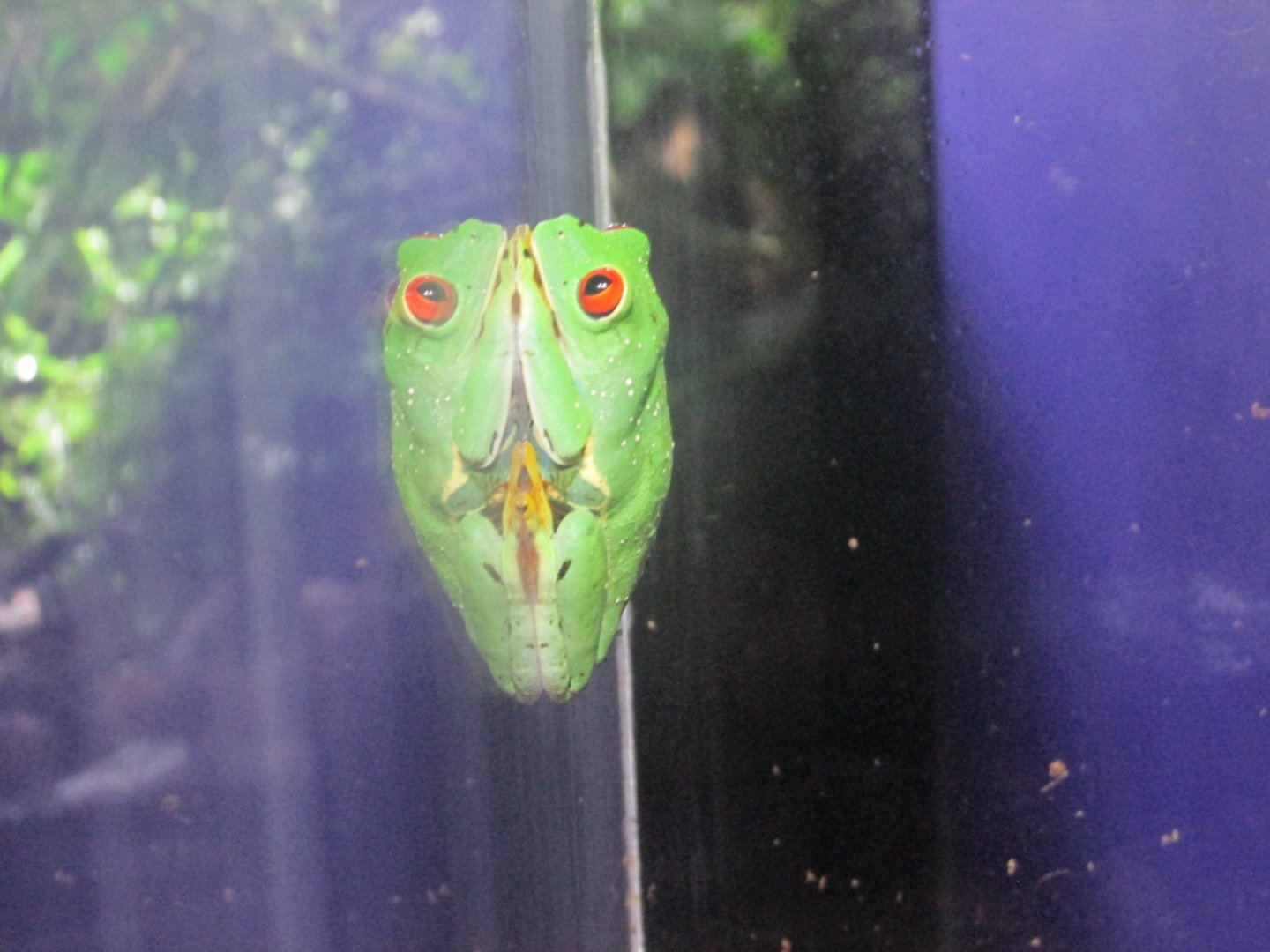 red eyed tree frog