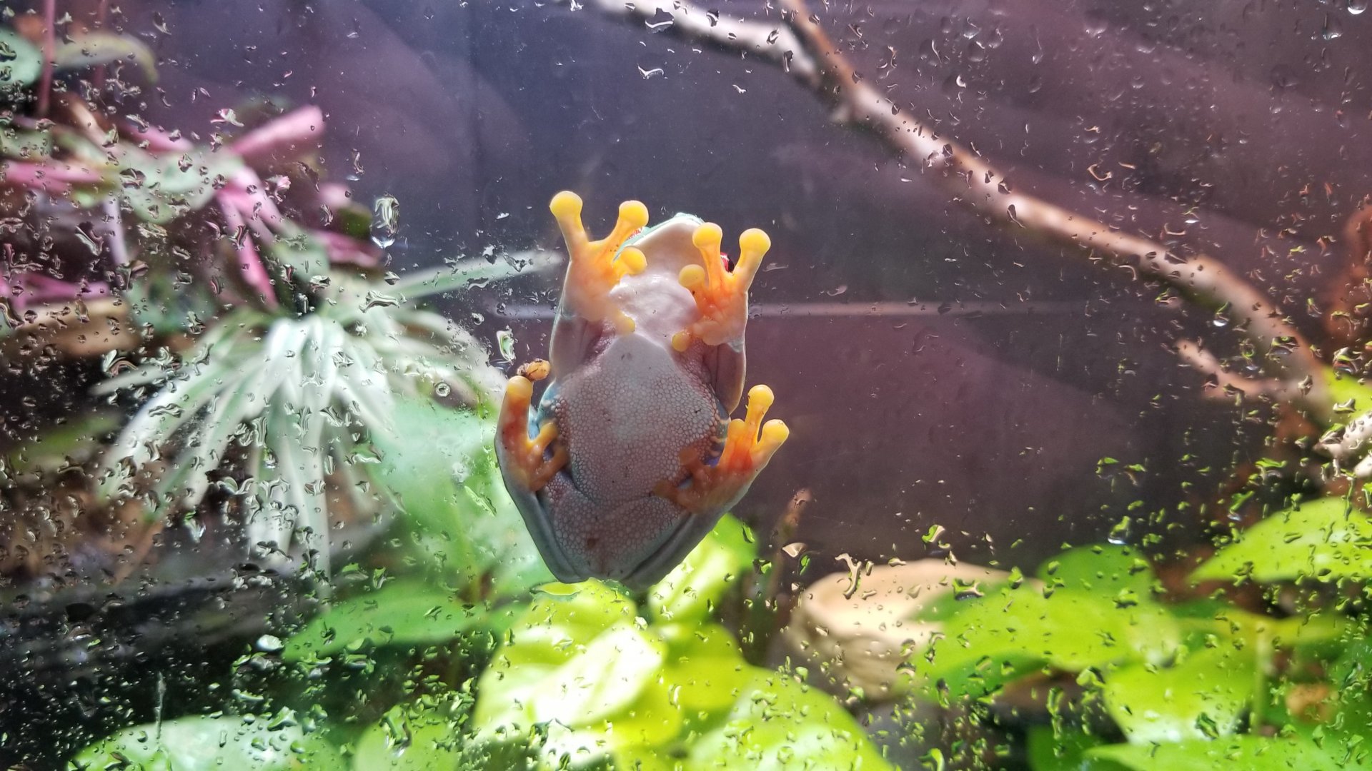 Red-eyed Tree Frog