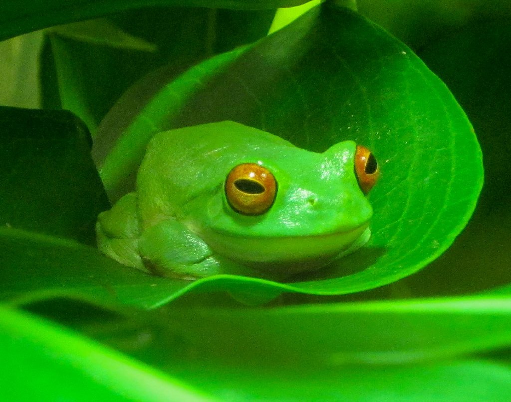 Red-eyed Tree Frog