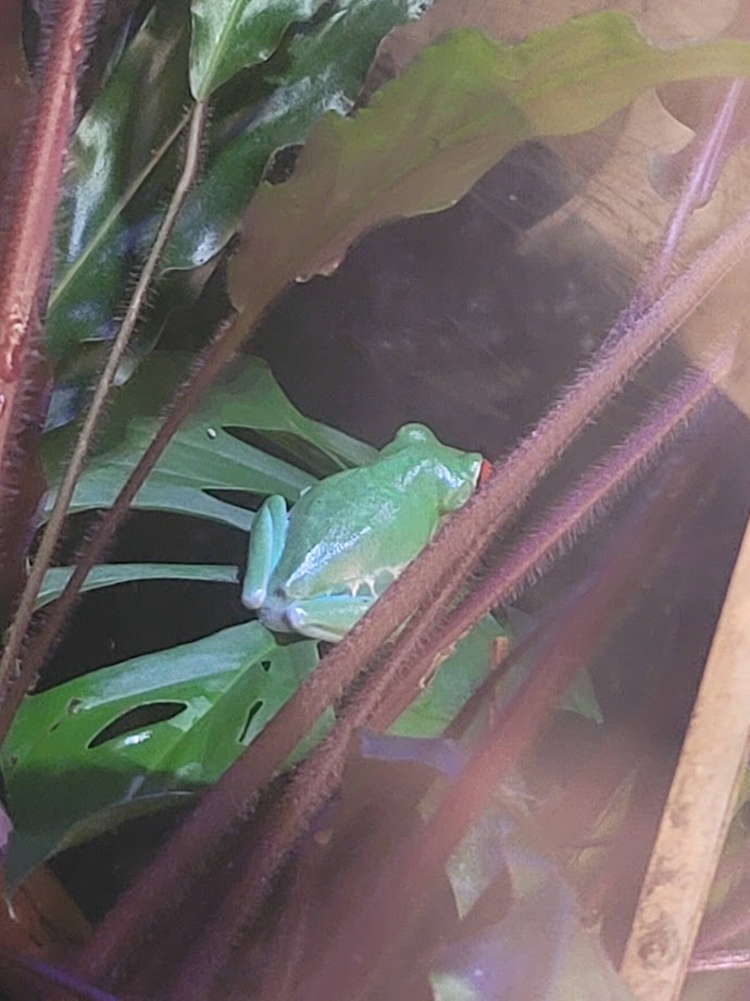 Red-Eyed Tree Frog