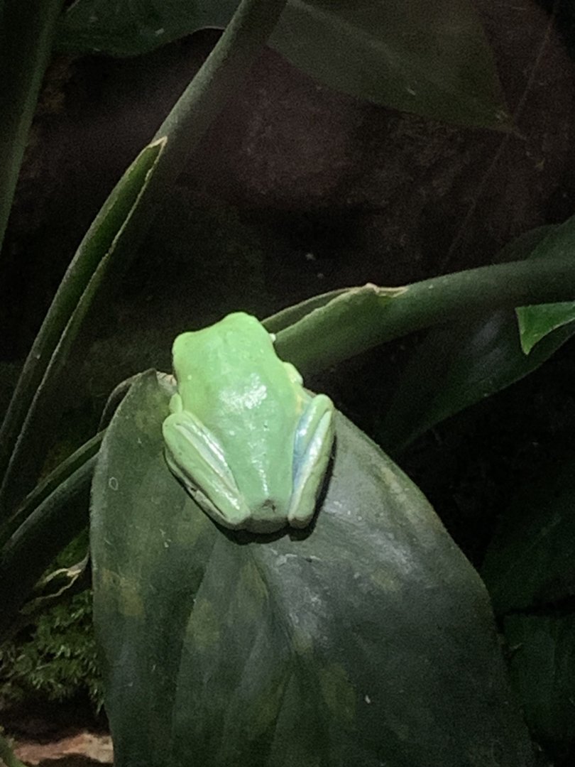 Red-eyed tree frog