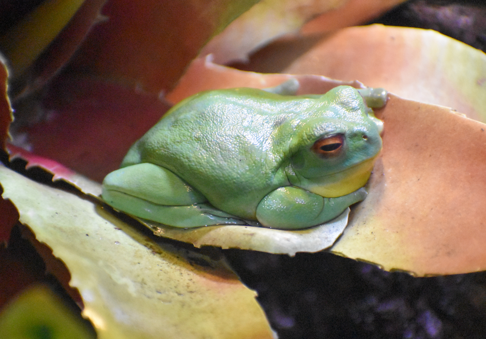 Red-eyed Tree Frog