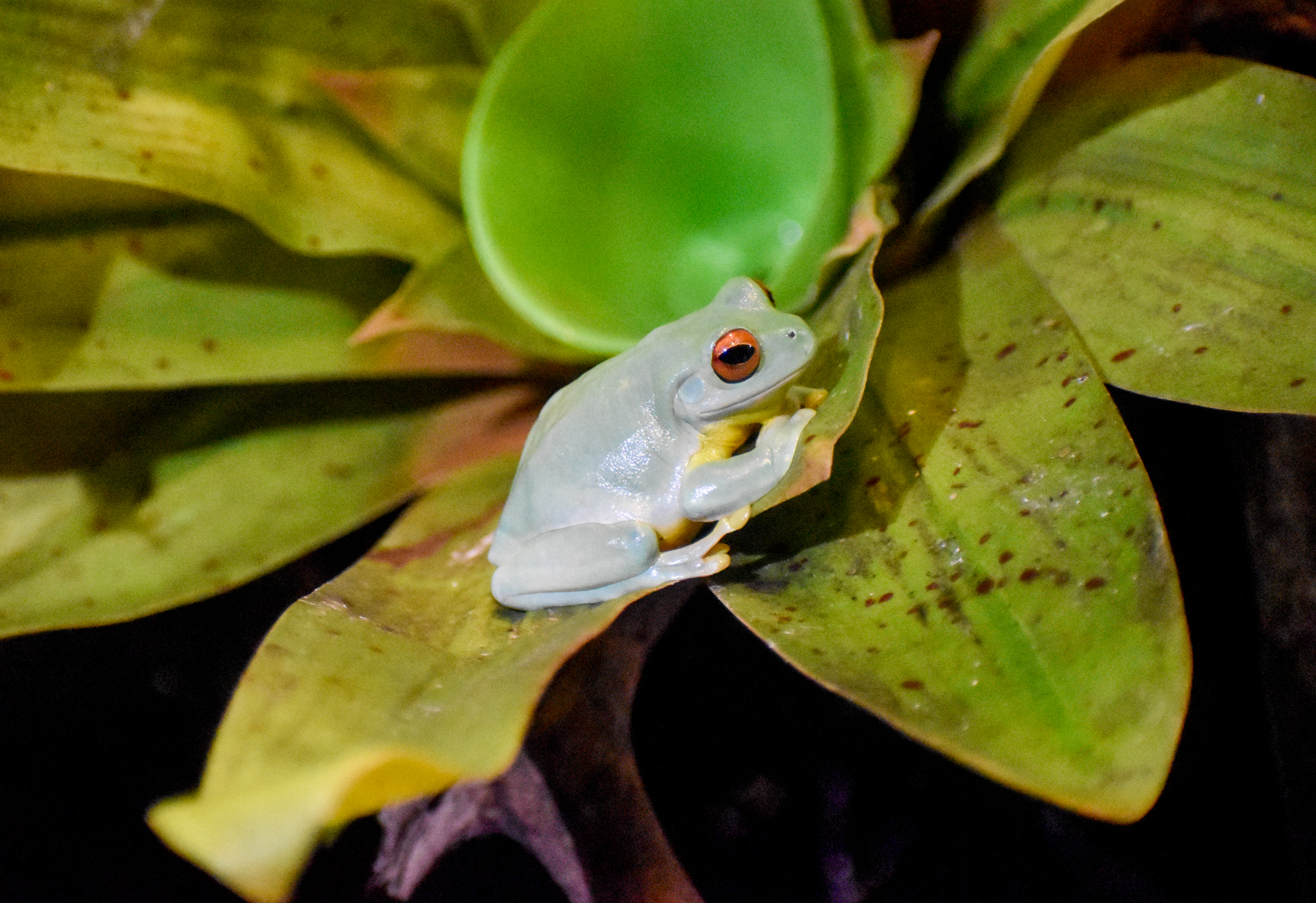 Red-eyed Tree-Frog