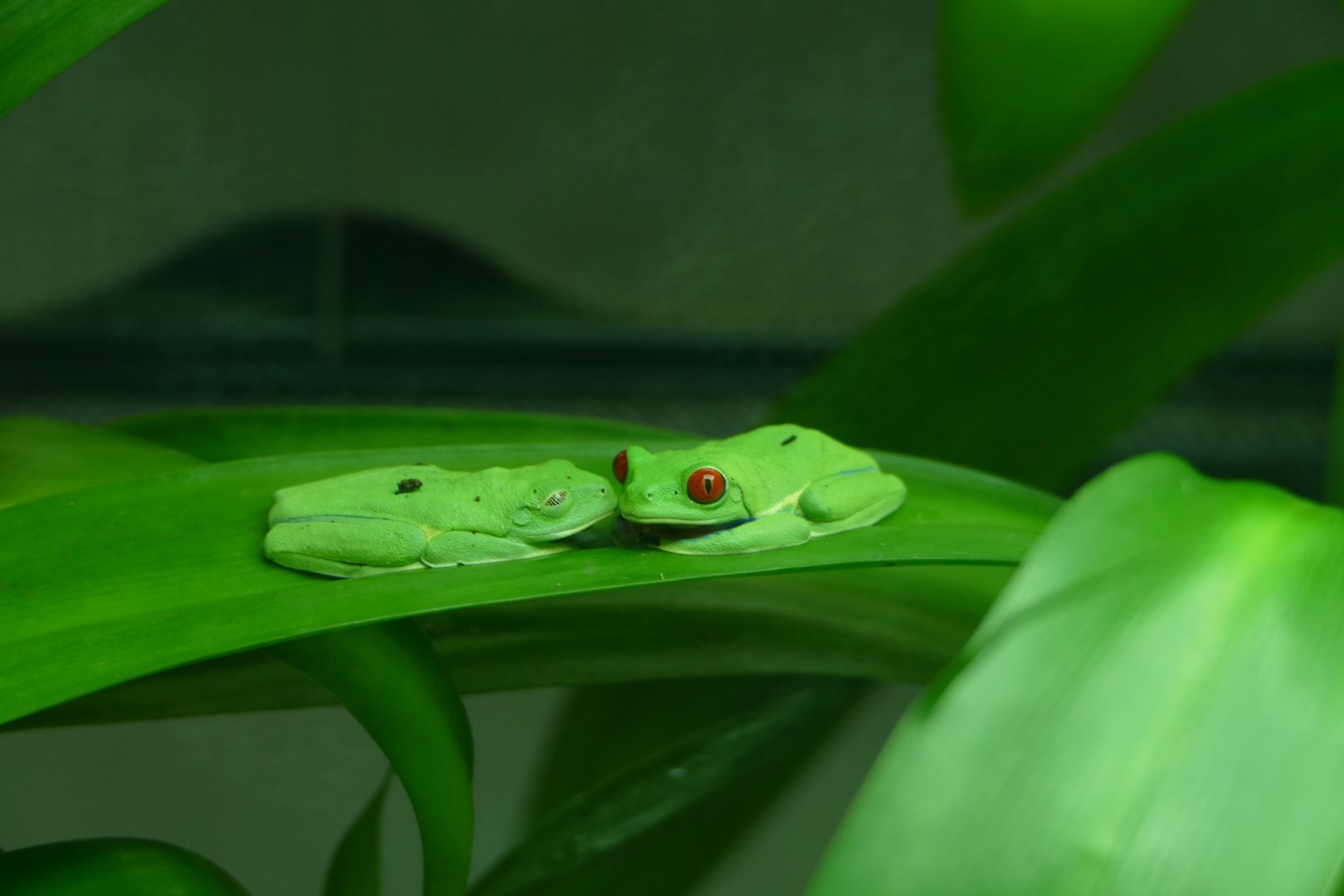 Red-eyed tree frogs, May 2018