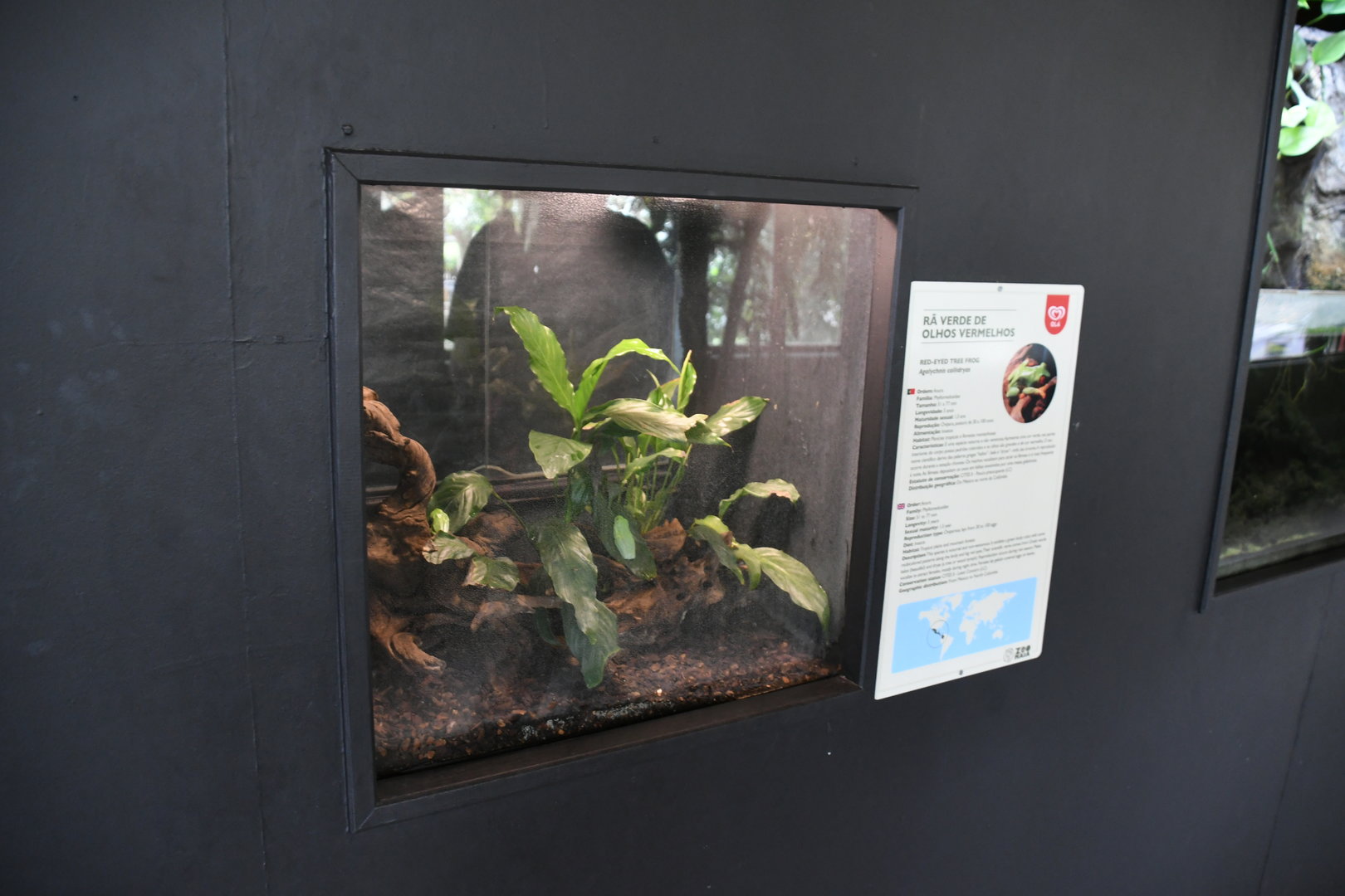 Red-eyed Tree Frogs tank (Reptile House)