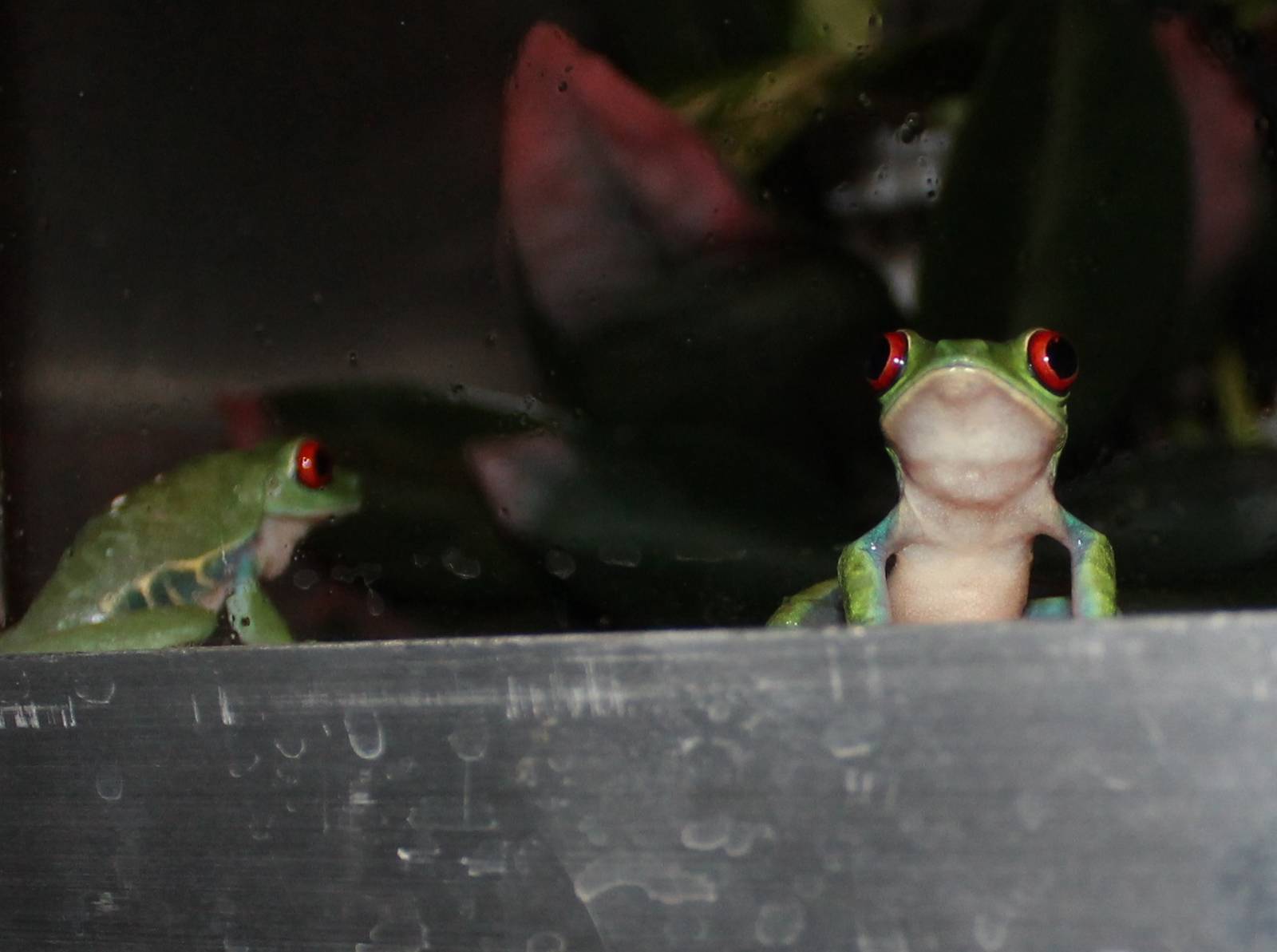 Red-eyed tree frogs