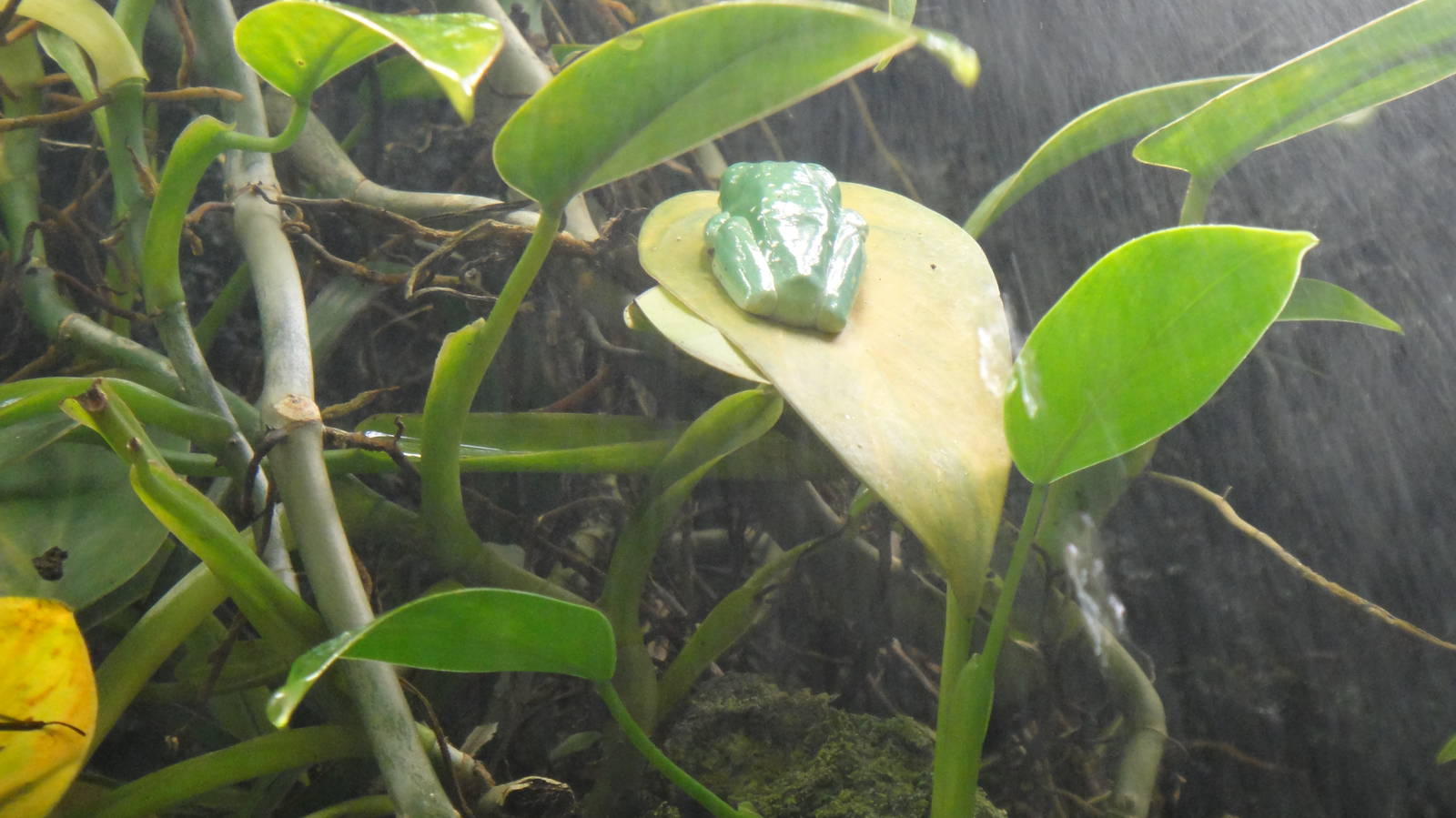 Red-eyed treefrog at Bronx zoo 2014-12-29