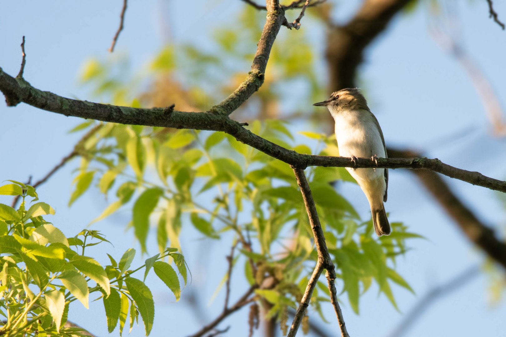 Red-eyed Vireo- (Vireo olivaceus)