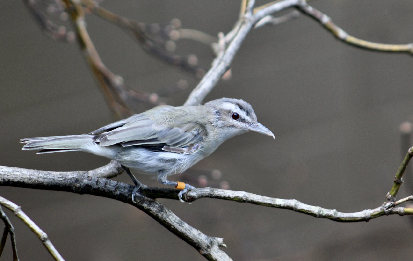 Red-Eyed Vireo (Vireo olivaceus)