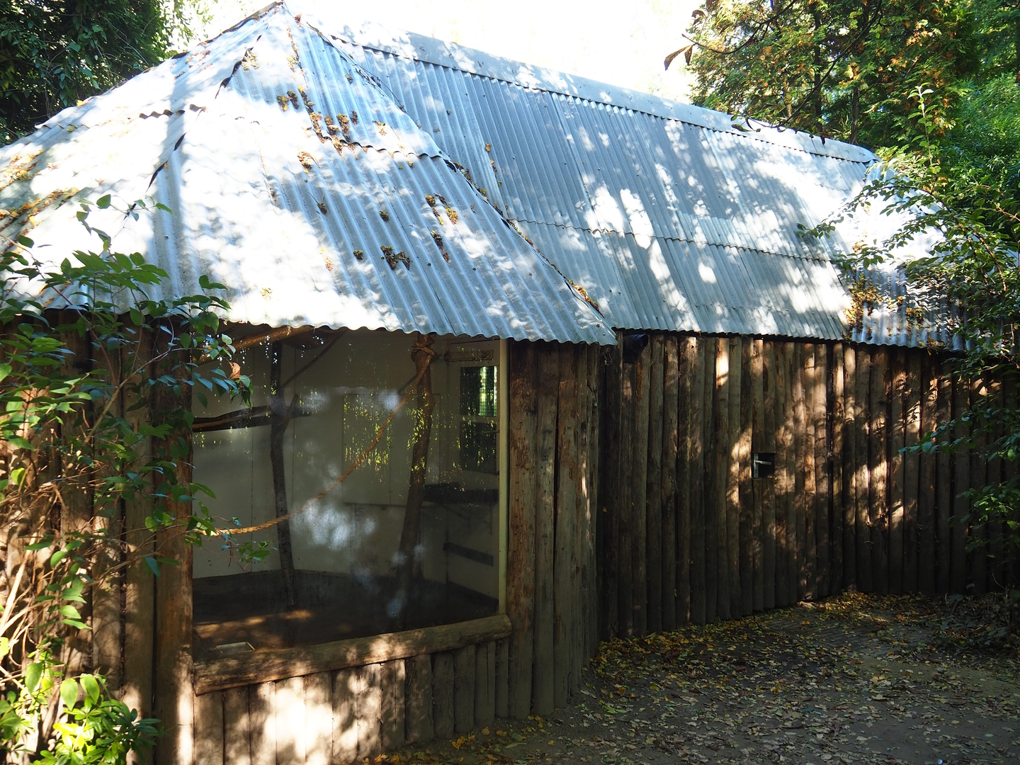 Red-faced black spider monkey and Bolivian squirrel house, 2022-10-09