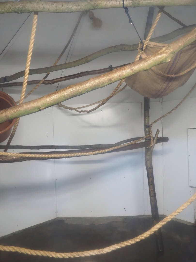 Red-faced black spider monkey and Bolivian squirrel indoor housing, 2022-10-09