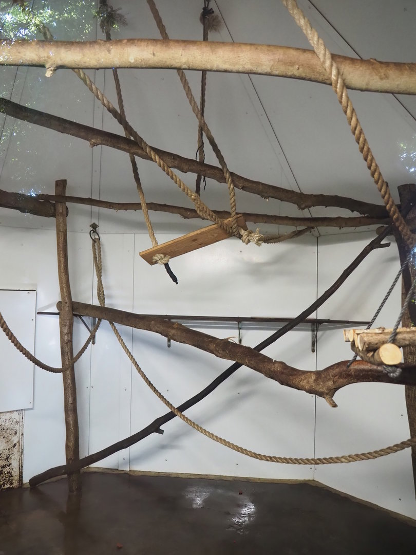 Red-faced black spider monkey and Bolivian squirrel indoor housing, 2022-10-09