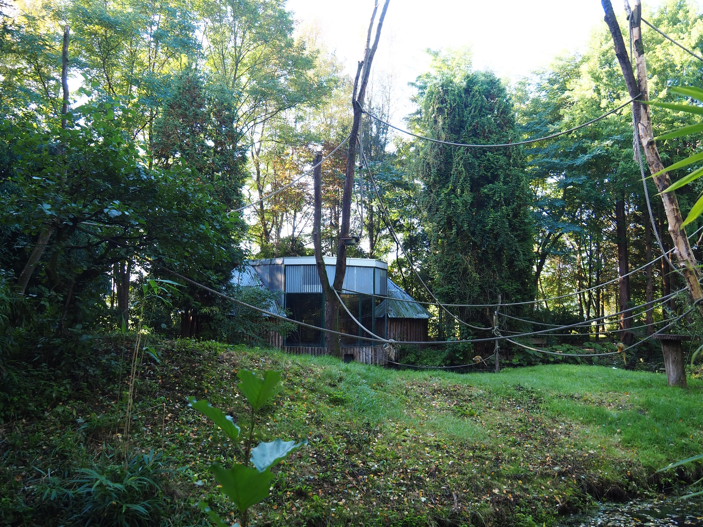 Red-faced black spider monkey and Bolivian squirrel monkey island, 2022-10-09