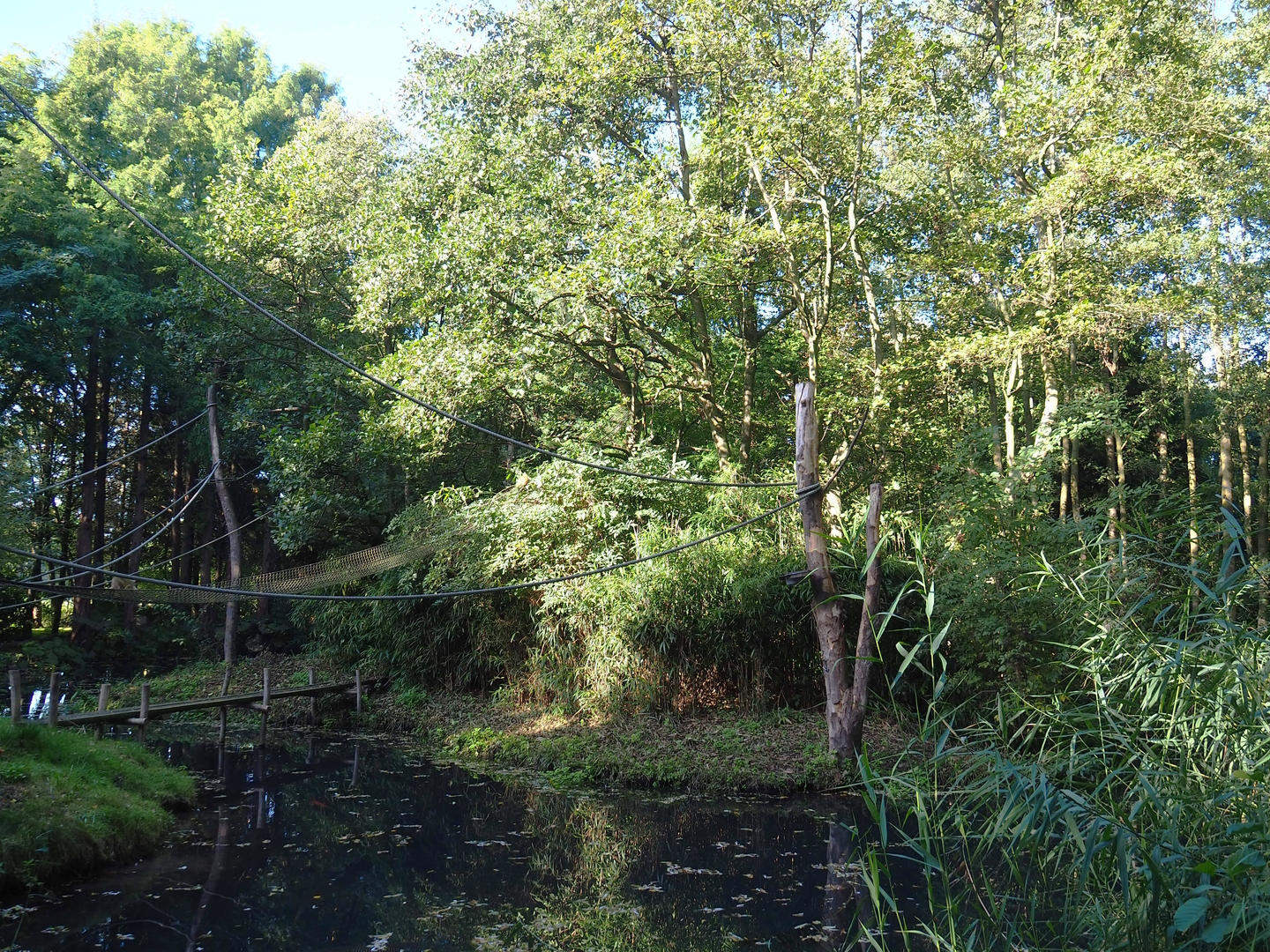 Red-faced black spider monkey and Bolivian squirrel monkey island, 2022-10-09