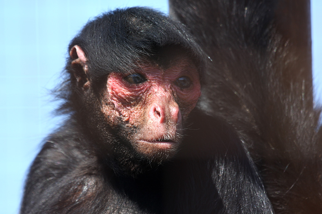 Red Faced Black Spider Monkey at Welsh Mountain Zoo