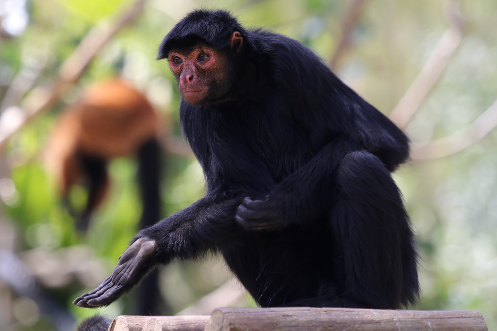 Red-faced Black Spider Monkey at Zoo de Lagos 7th August 2017