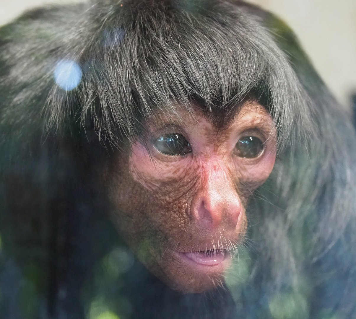 Red-faced black spider monkey (Ateles paniscus), 2022-10-09