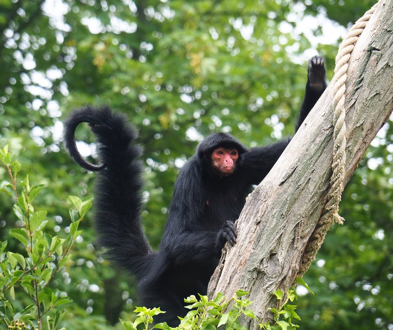 Red-faced black spider monkey (Ateles paniscus), 2023-07-18