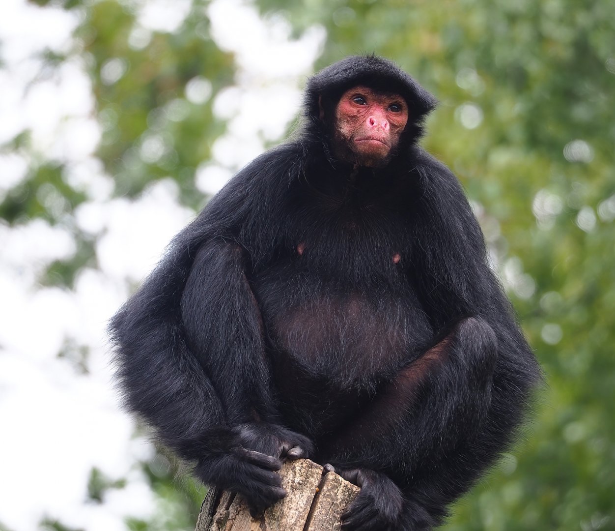 Red-faced black spider monkey (Ateles paniscus), 2023-07-18