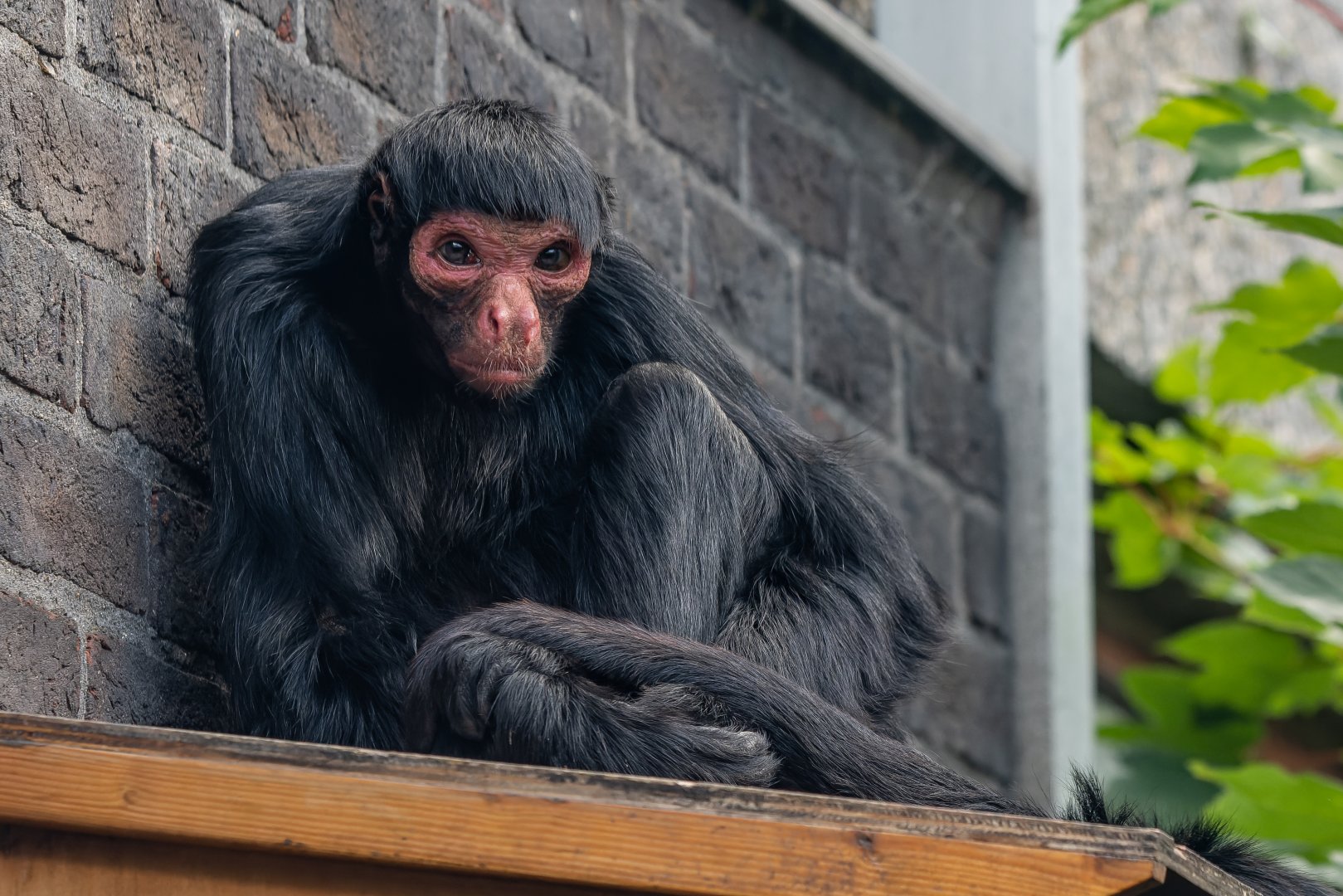 Red-faced black spider monkey  (Ateles paniscus)