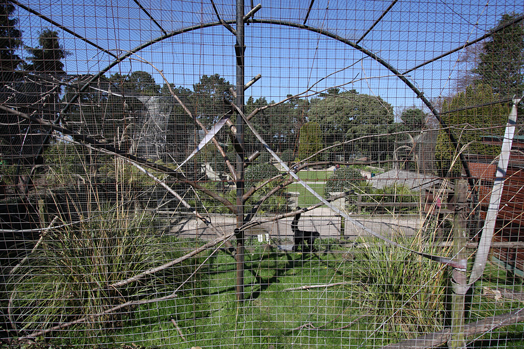 Red Faced Black Spider Monkey Cage at Welsh Mountain Zoo