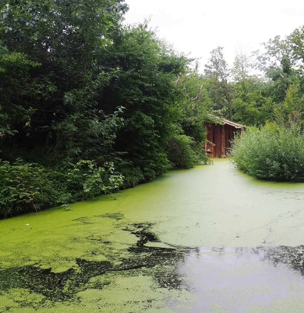 Red-faced black spider monkey island, 2023-07-18