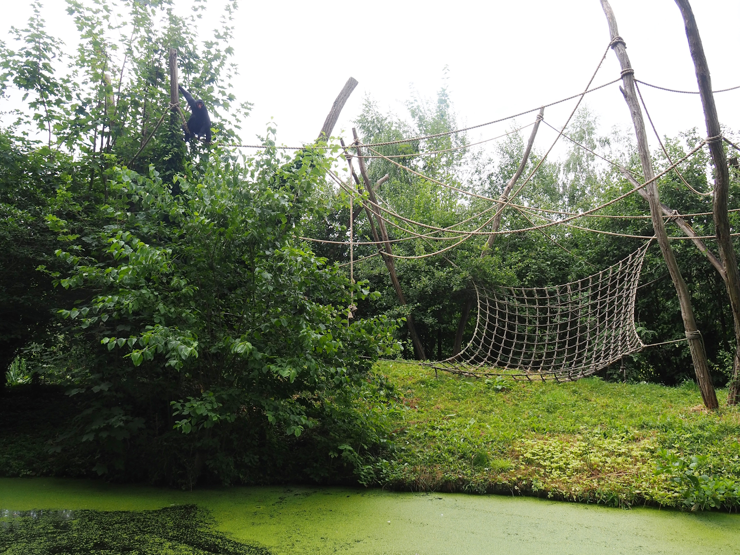 Red-faced black spider monkey island, 2023-07-18